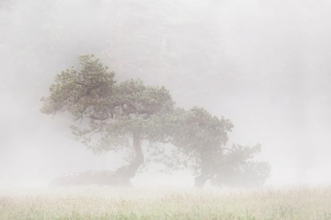 Bosque andino en la niebla