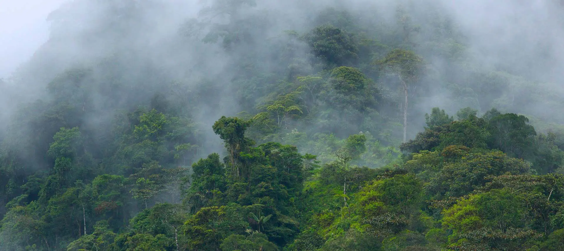 Bosque nublado andino colombiano - Sostenibilidad ambiental